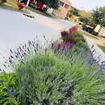 Flora סוסק