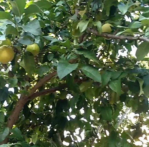 Apartament Flora Susak