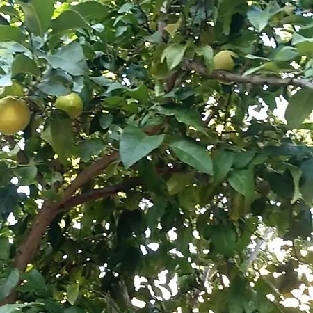 דירה Flora סוסק